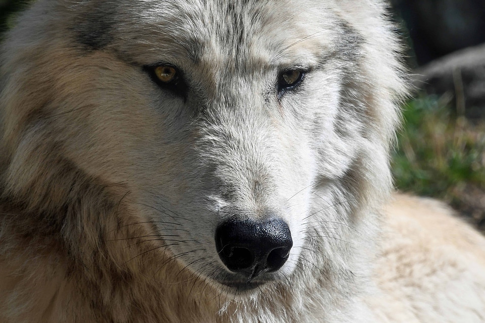 Albino animal canine