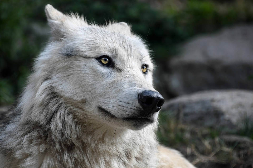 Animal canine carnivore