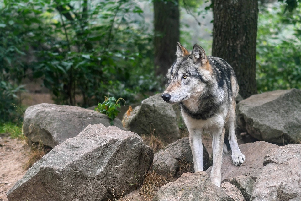 Animal branch canine