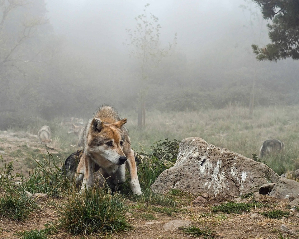 Animal canine carnivore photo