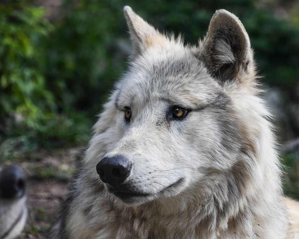 Animal canine carnivore