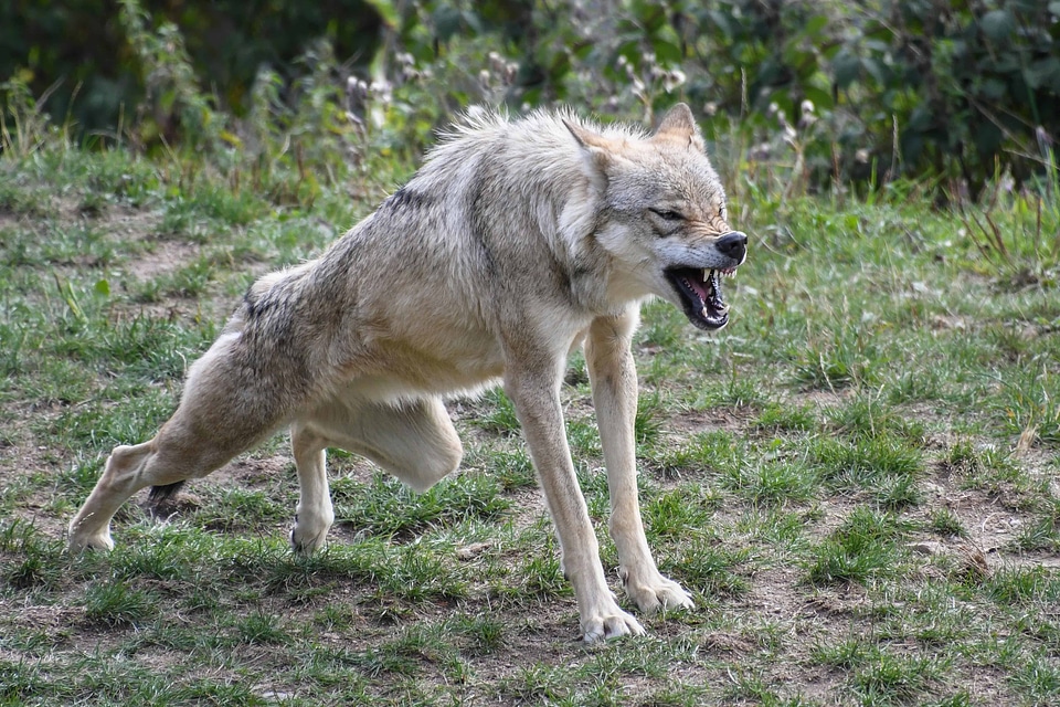 Animal canine carnivore photo