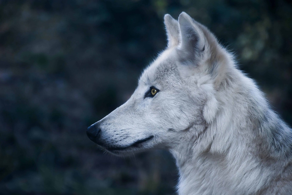 Animal beautiful photo canine