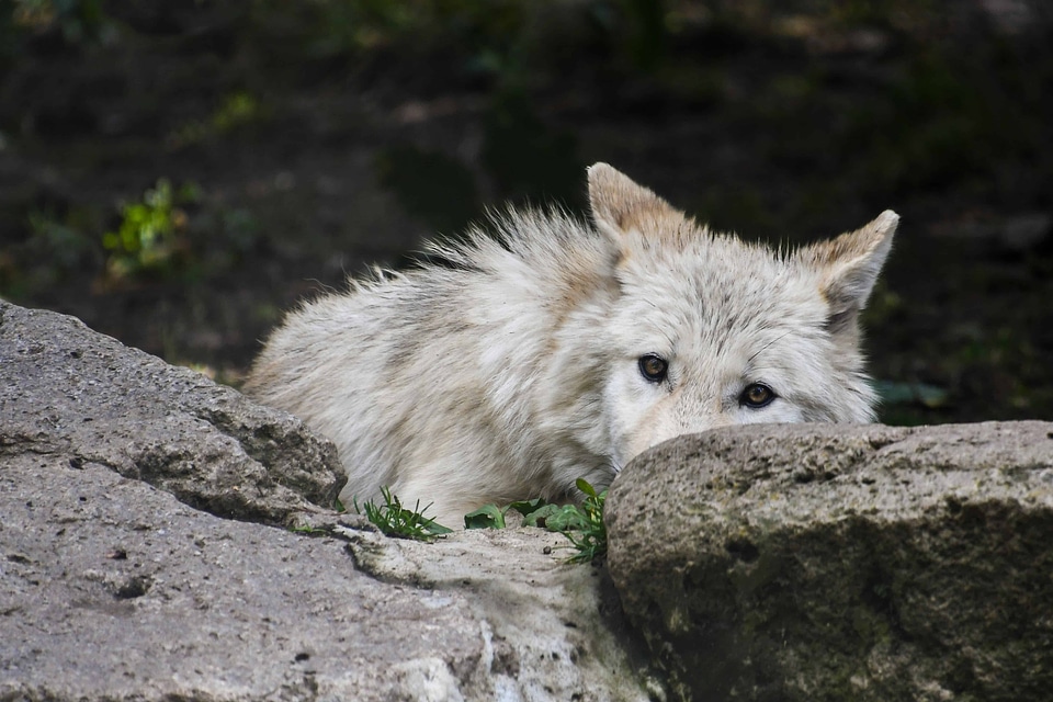 Animal canine carnivore