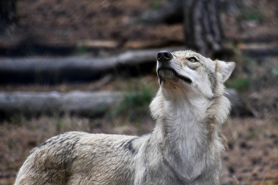 Animal branch canine
