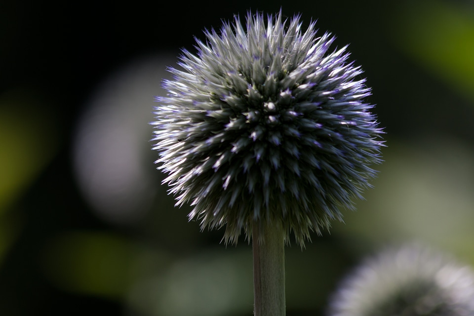 Flora plant green