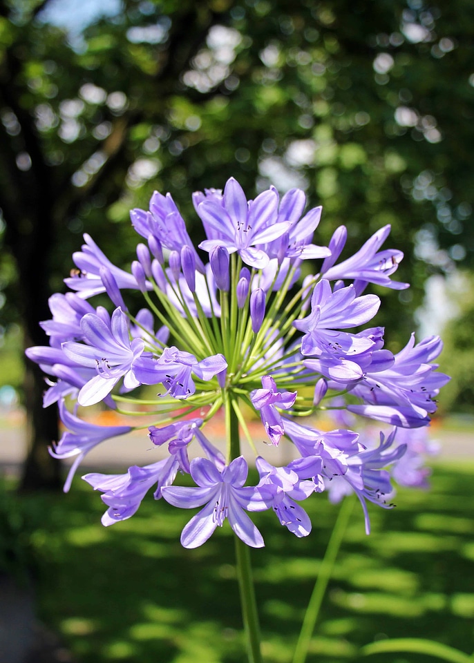 Beautiful Flowers blooming blossom photo