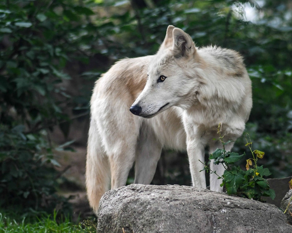 Animal canine carnivore