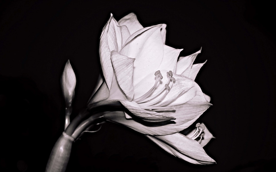 Beautiful Flowers black black and white