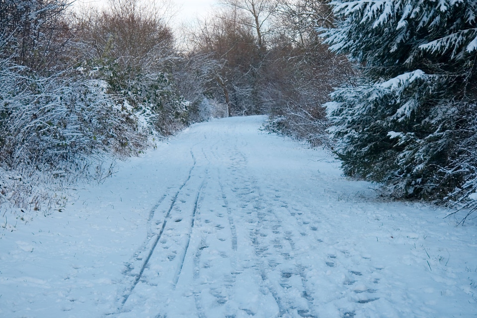 Snow winter forest