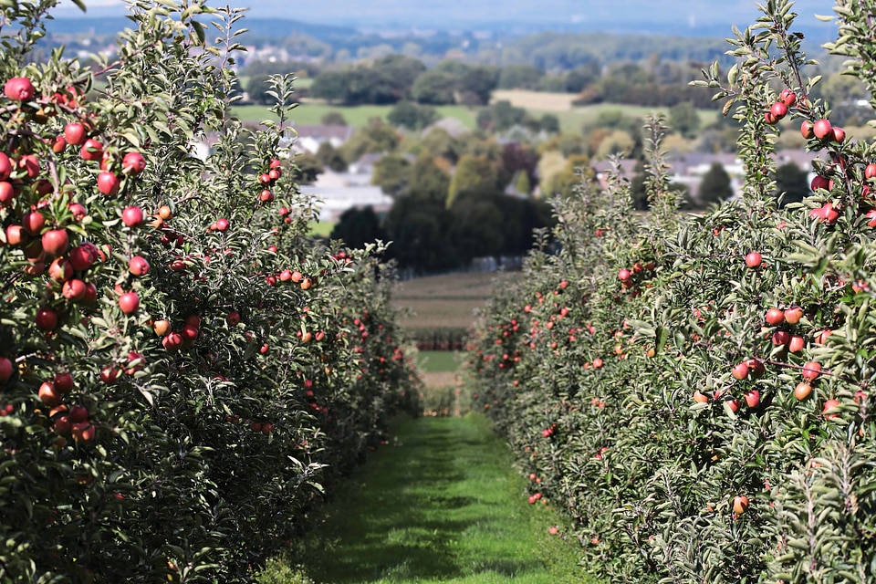 Agriculture apple branch