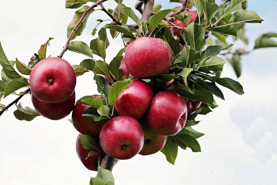 Apple beautiful photo branch