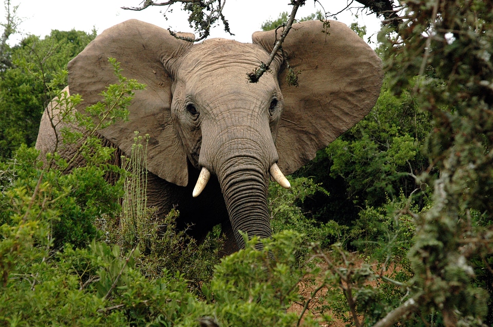 Mammal wildlife nature