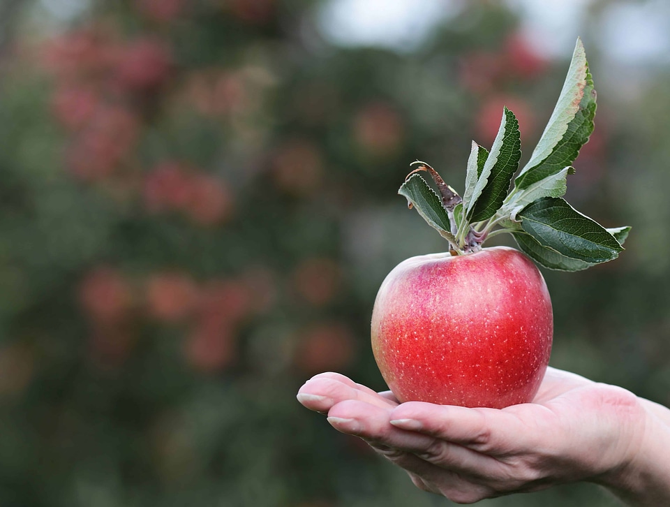 Apple daylight diet