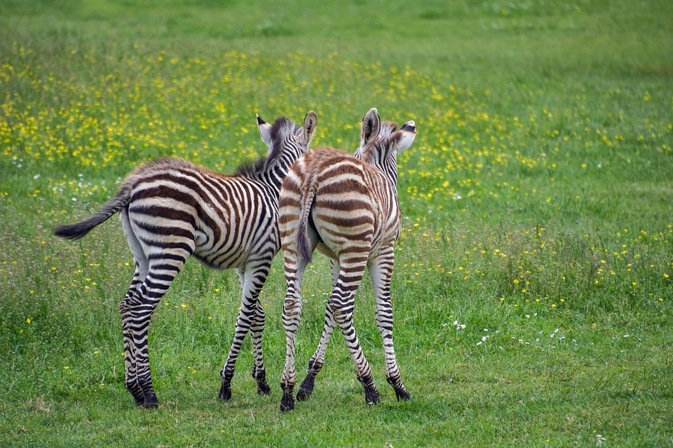 Africa animal fauna