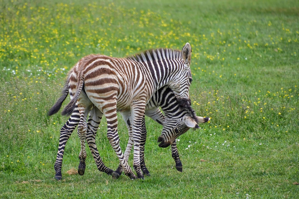 Animal beautiful photo fauna