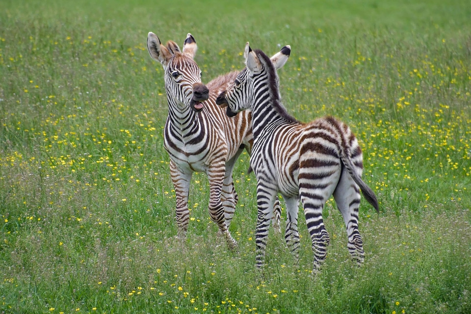 Africa animal beautiful photo