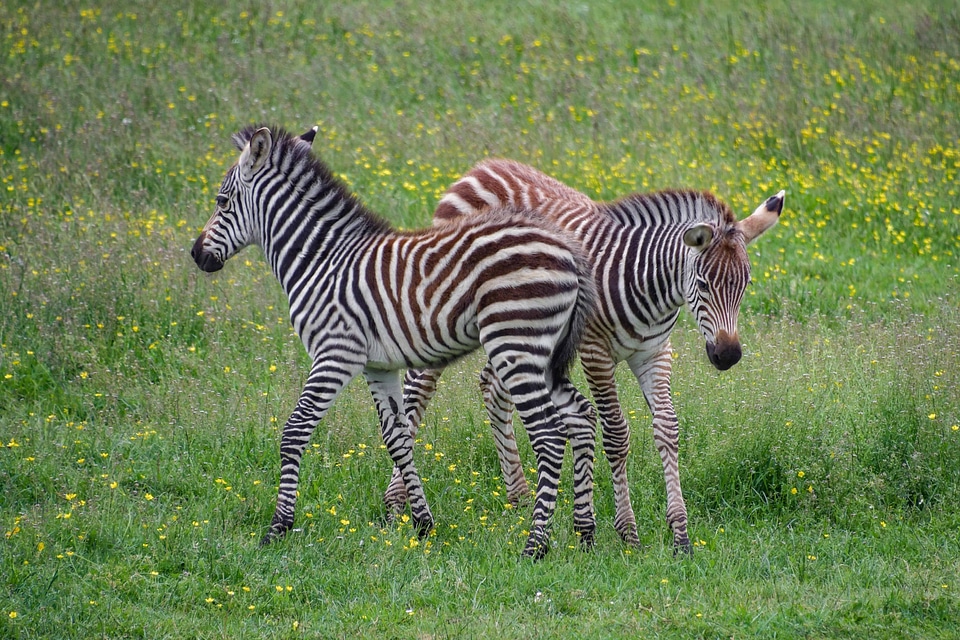 Africa animal fauna