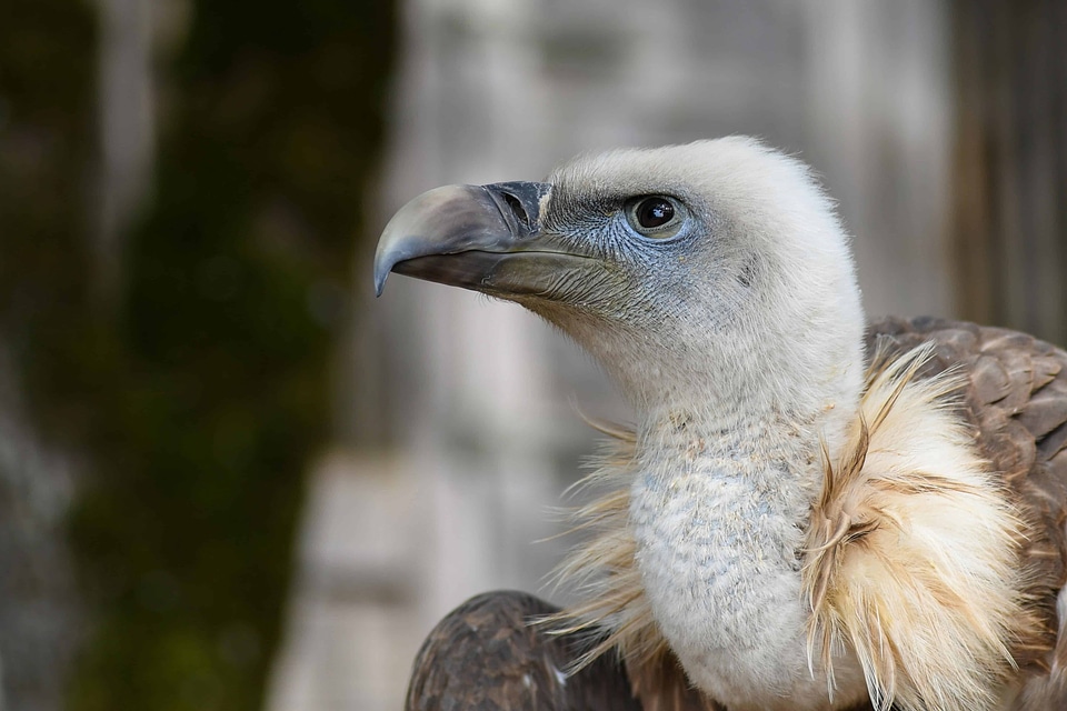 Animal avian beak photo