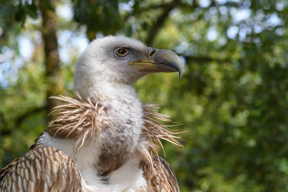 Animal avian beak photo