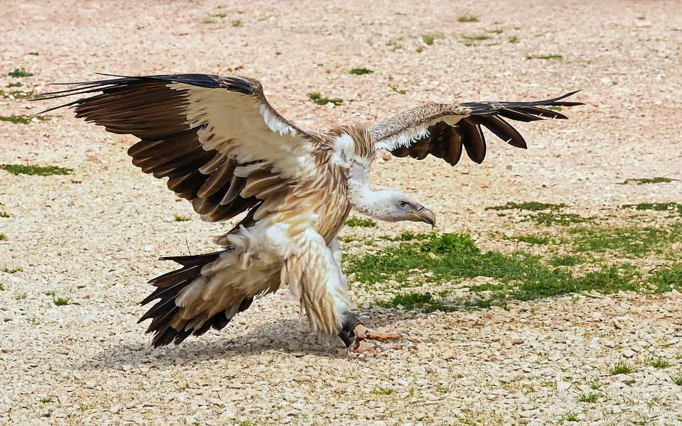 Animal avian beak