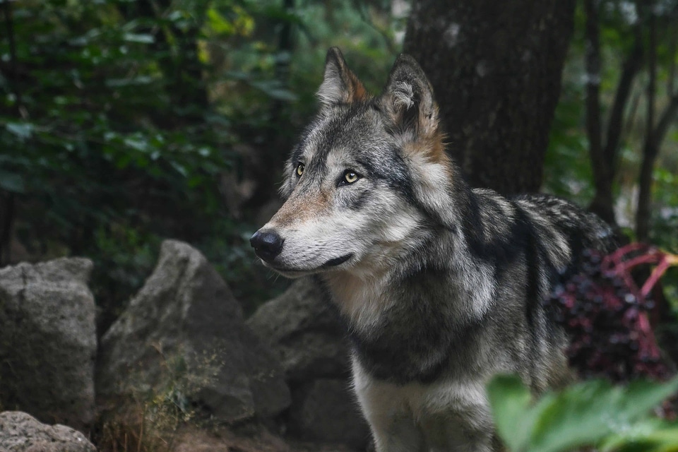 Animal canine carnivore photo