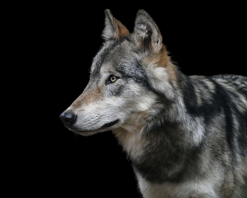 Animal canine carnivore