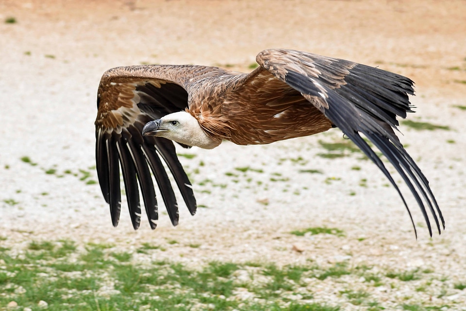 Animal avian beak