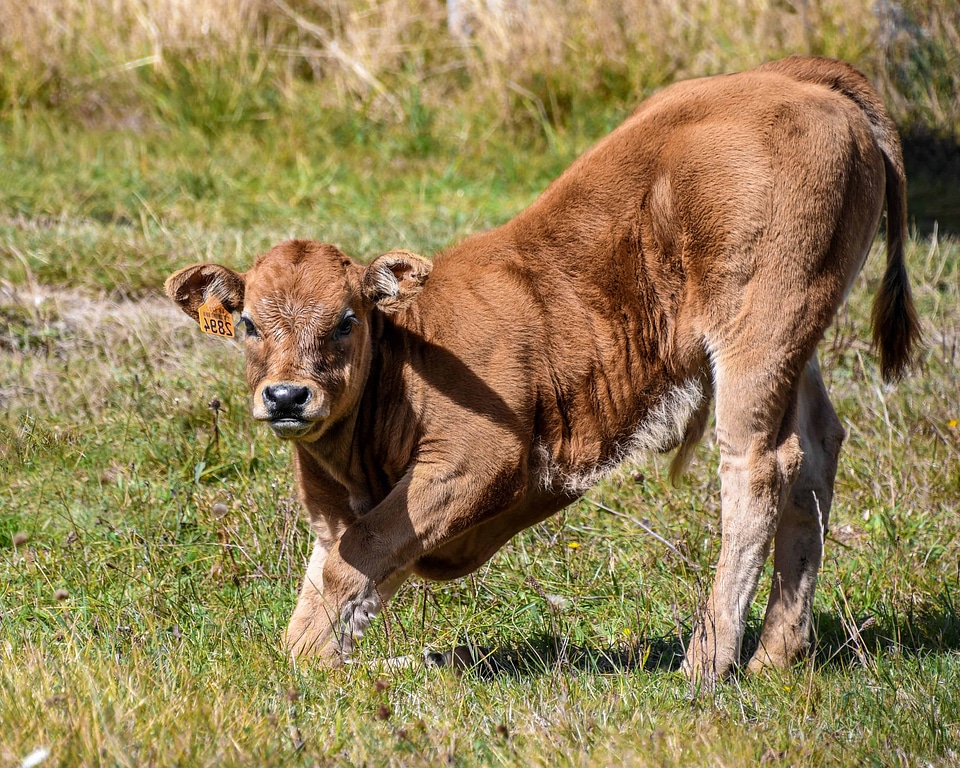 Animal bovine calf