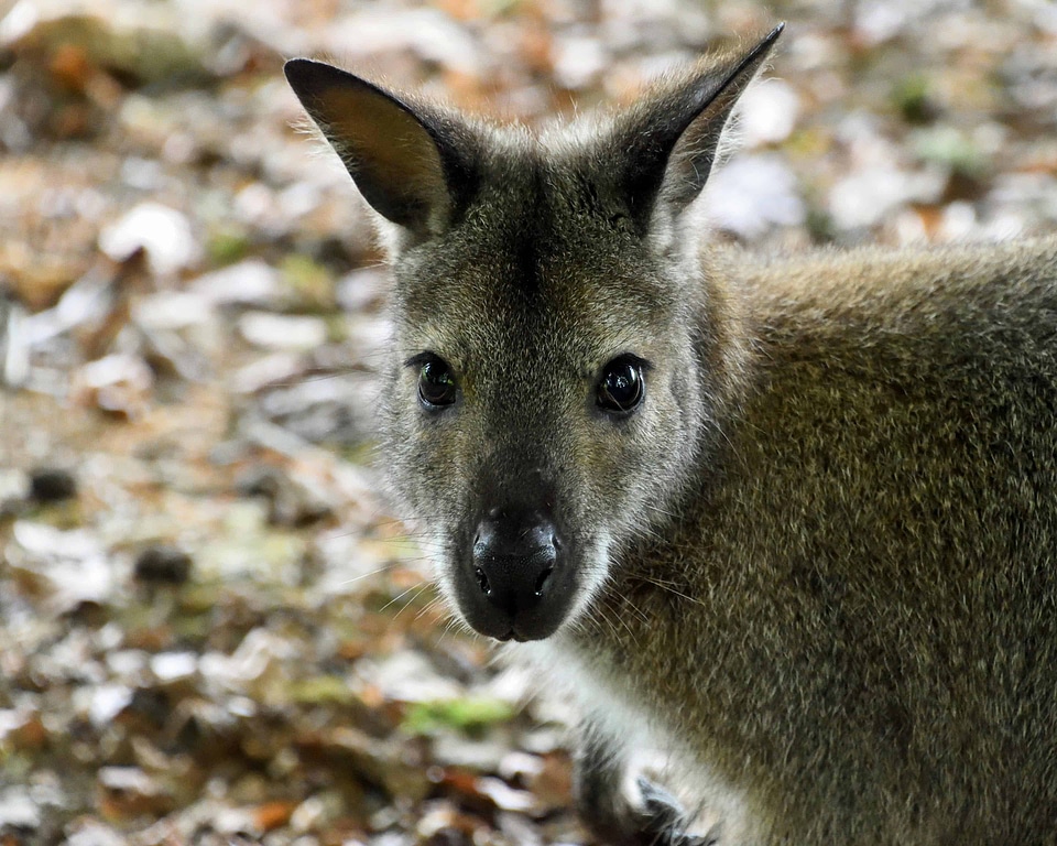 Animal fauna kangaroo