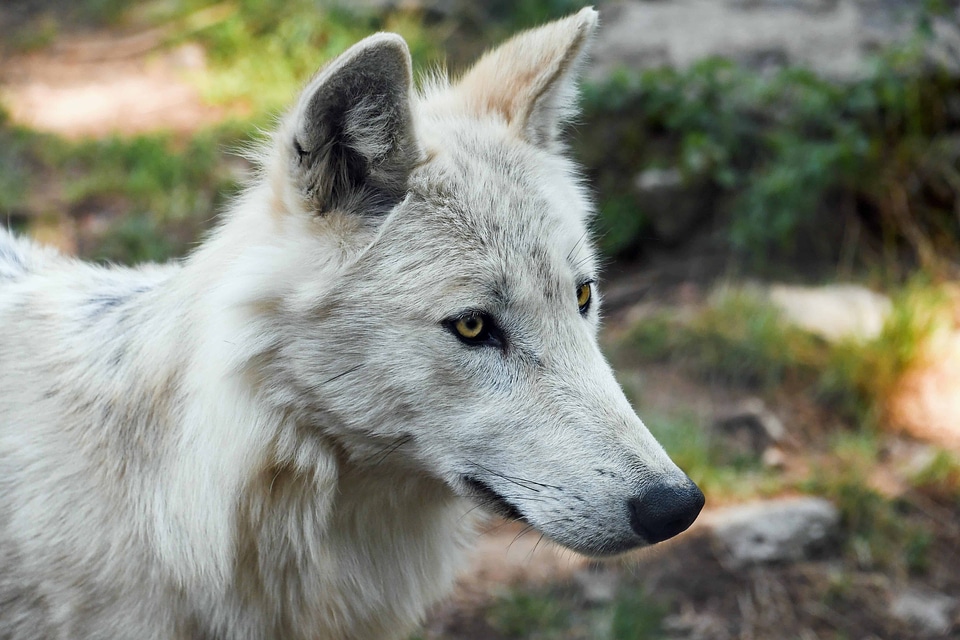 Albino animal beautiful photo