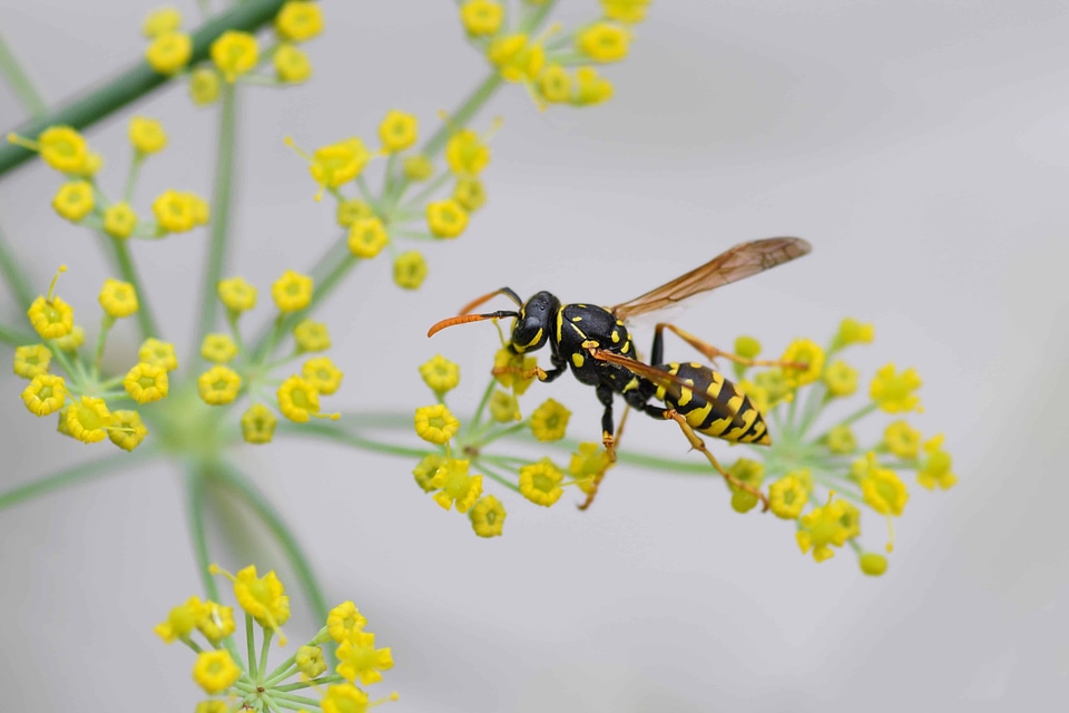 Animal arthropod beautiful flowers