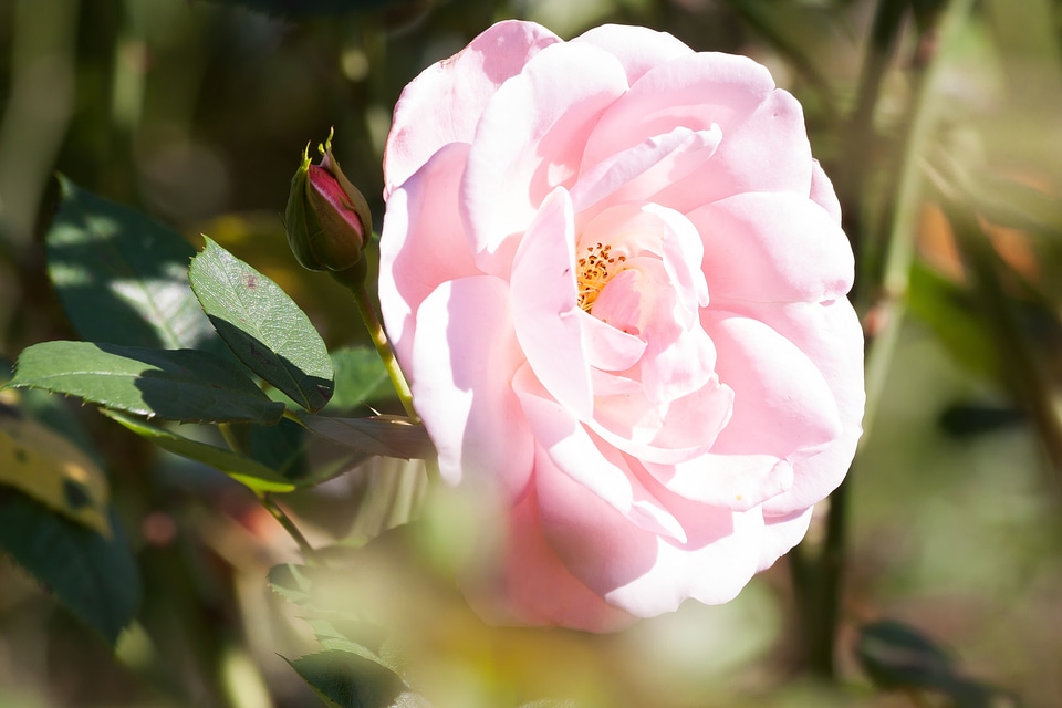 Summer nature plant