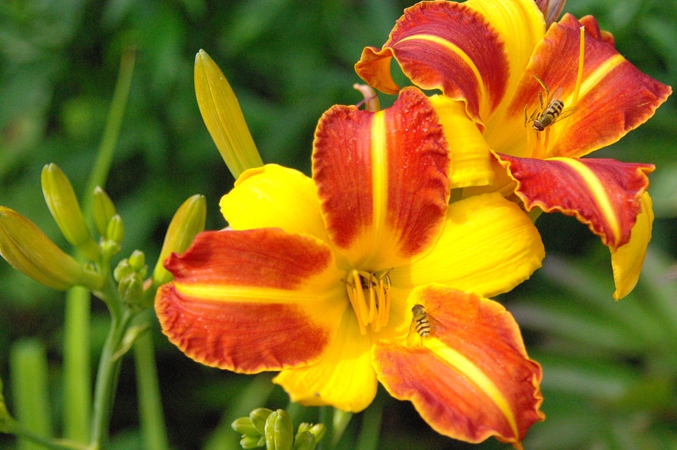Plant lily enlarge view