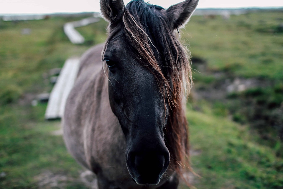 Animal brown cavalry