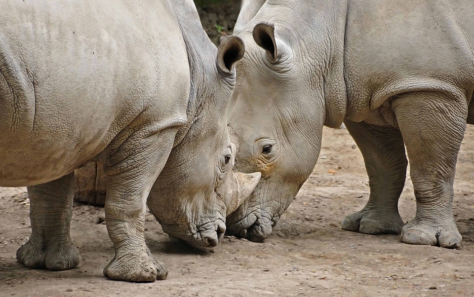 Africa animal animals