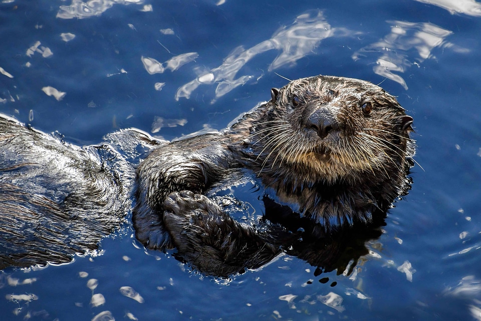 Animal beautiful photo blue