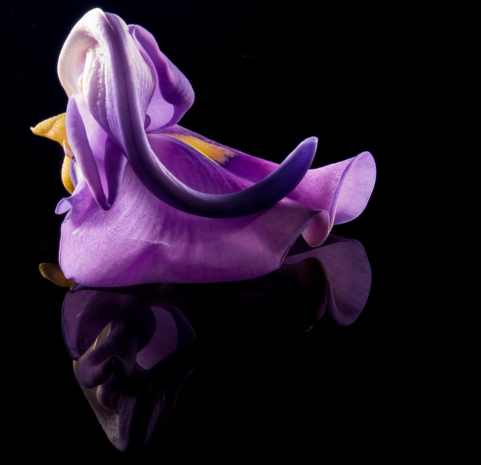 Wild flower violet purple