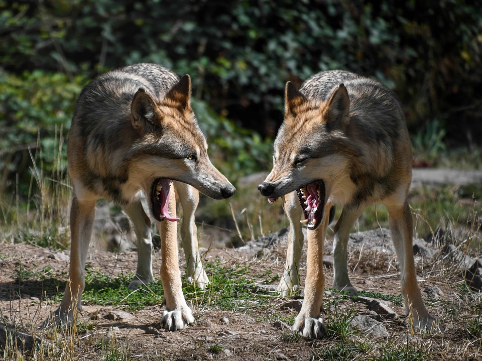 Animal beautiful photo canine