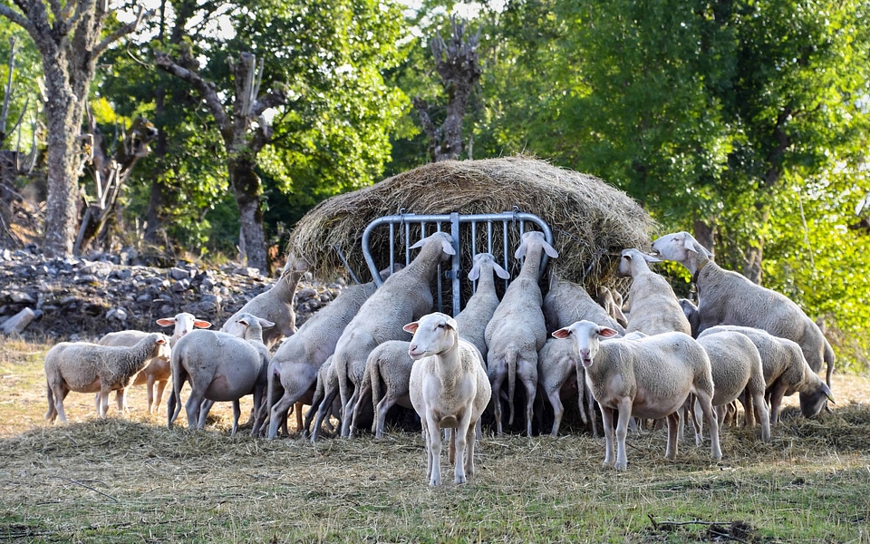Agriculture animal countryside