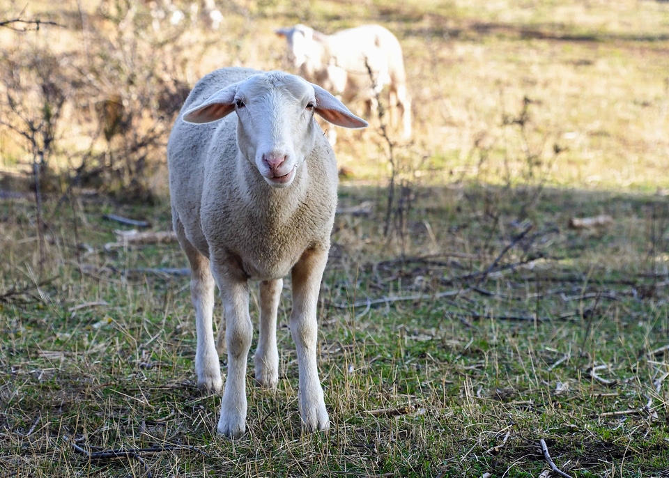Agriculture animal fauna