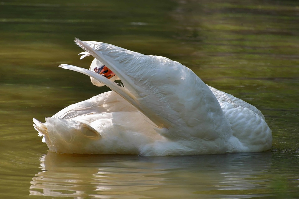 Animal avian beak photo