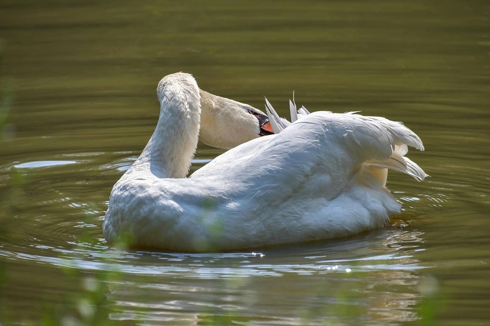 Animal avian beak