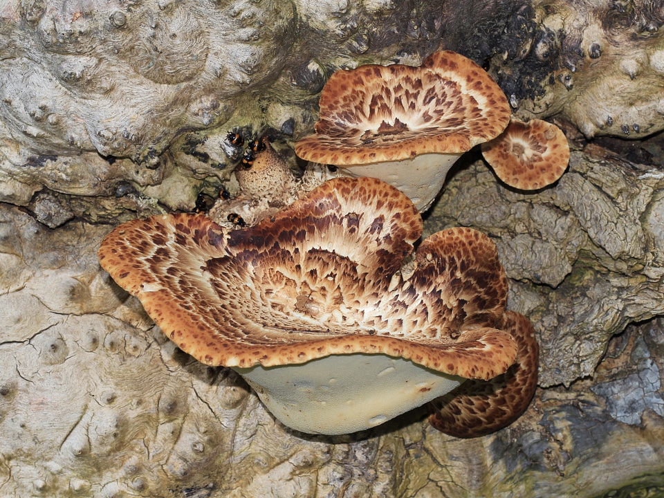 Pheasant's back fungus polyporus squamosus