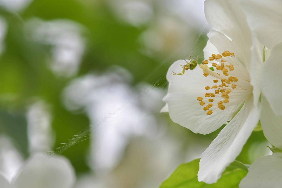 Animal arthropod beautiful flowers