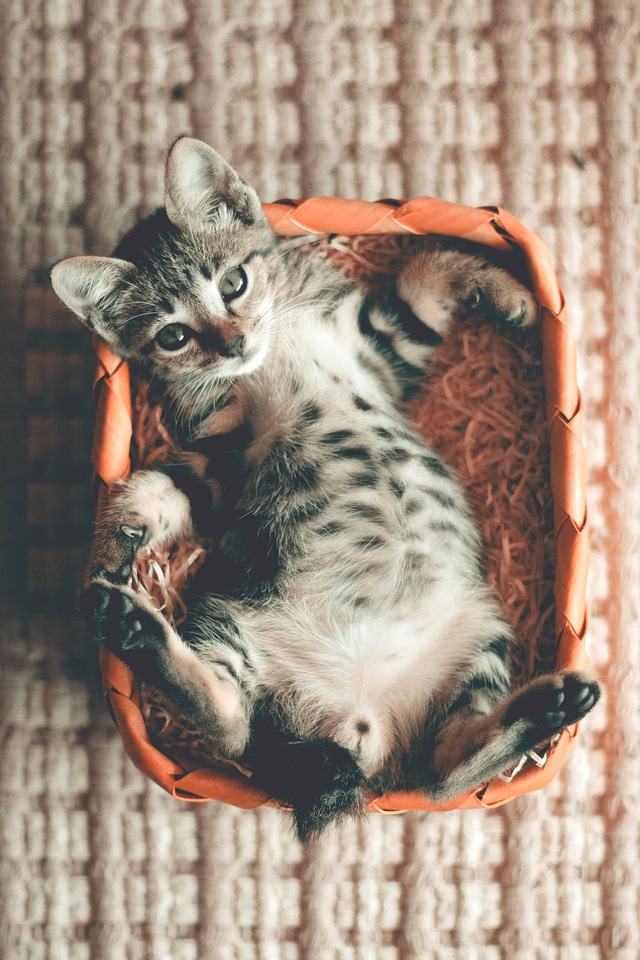 Animal bird cat