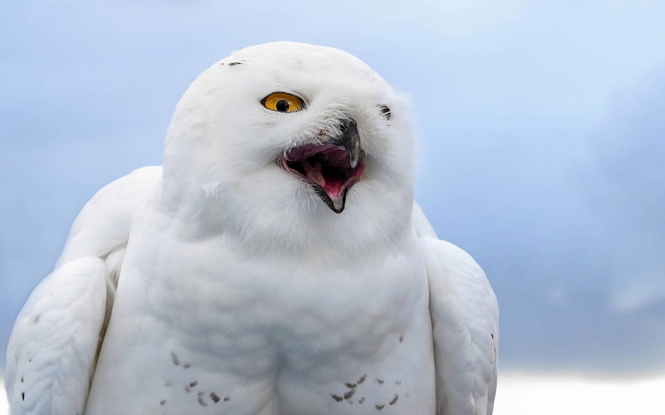 Animal avian beak photo