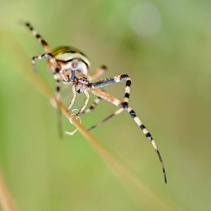 Animal arthropod bug