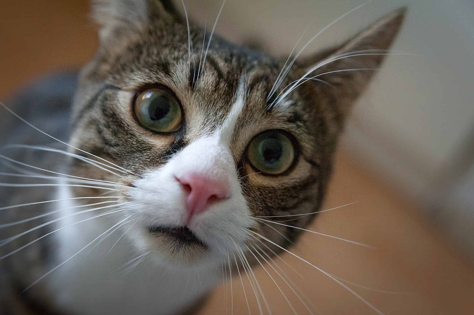 Adorable animal cat