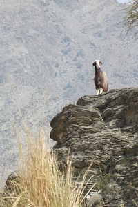 Oman wadi goat photo